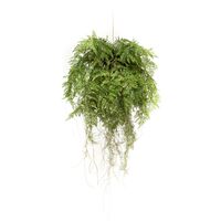 Emerald Gerviplanta Hangandi Burkni með Rótum 55 cm