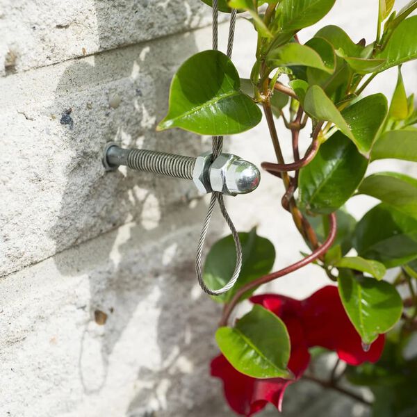 V&iacute;rgrindasett fyrir Klifurpl&ouml;ntur 6040760