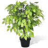 Gerviplanta Dvergfíkjutré með Potti 60 cm