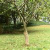 vidaXL J&uacute;tustrangi 0,5x10 m 100% J&uacute;ta 200 g/fm
