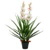 vidaXL Gerviplanta Ork&iacute;dea &iacute; Bl&oacute;mapotti 100 cm Gr&aelig;n