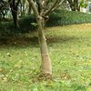 vidaXL J&uacute;tustrangi 0,25x10 m 100% J&uacute;ta 200 g/fm