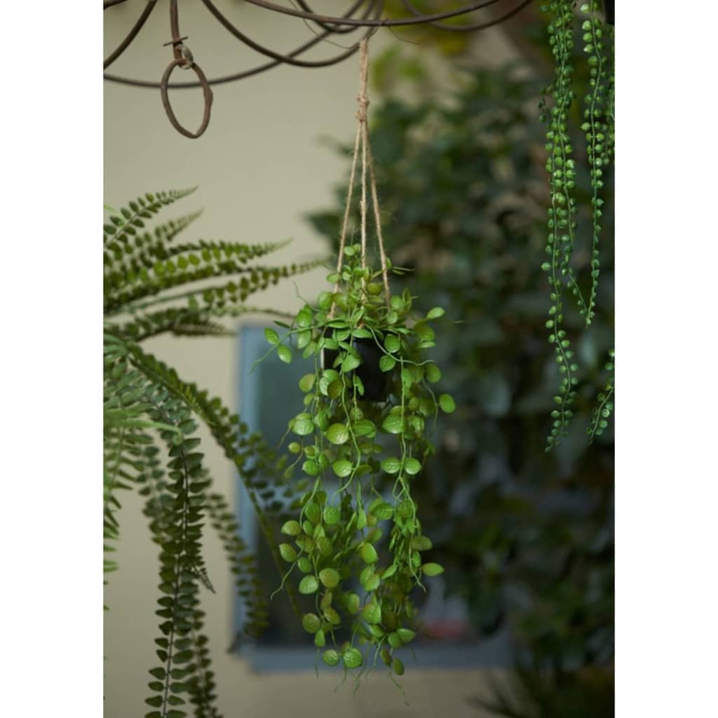 Emerald Gerviplanta Ceropegia Hengirunni 50 cm í Blómapotti